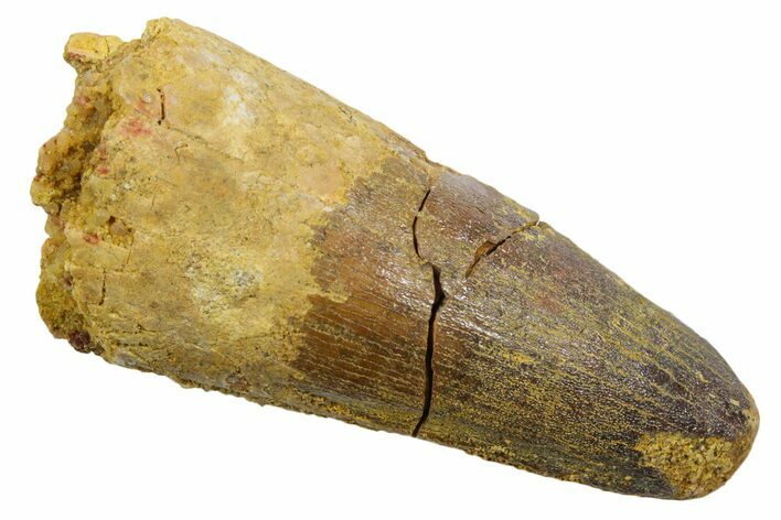 Fossil Spinosaurus Tooth - Feeding Worn Tip #349752